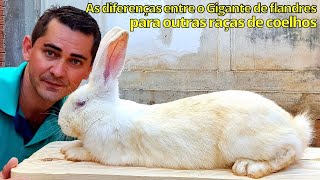 As diferenças entre o coelho Gigante de Flandres para outras Raças de coelhos [upl. by Ellswerth164]