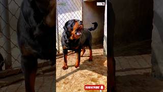 Aggressive Rottweiler Dog  बहुत आक्रामक रॉटवीलर कुत्ता shorts ytshorts shortsvideo rottweiler [upl. by Suellen]