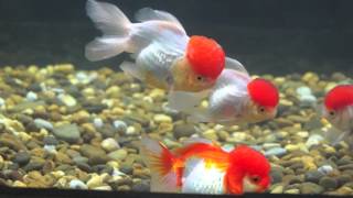 Amazing Red Cap Oranda Goldfish [upl. by Horwath478]