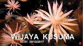 My Beautiful Flower was discovered just bloomed tonight BUNGA WIJAYA KUSUMA ⭐⭐⭐⭐⭐ [upl. by Nedrud]