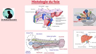 Histologie du foie [upl. by Russi]