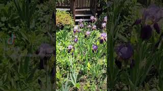 flowers iris irises garden music gardening nature naturelovers fypシ [upl. by Claudine698]