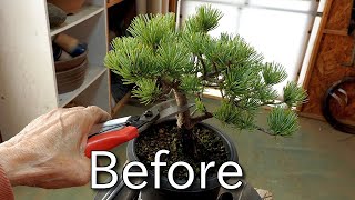 【盆栽Bonsai】素材五葉松を小品盆栽に向けて整姿Preparing the material for shohin bonsaiJapanese white pine [upl. by Ennovyahs]