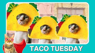 Tacocat TAKES OVER Tuna Tuesday [upl. by Mohammed]