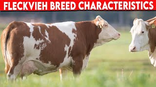 ⭕ FLECKVIEH CHARACTERISTICS ✅ Dairy Cows Cattle FLECKVIEH [upl. by Nitsuj]