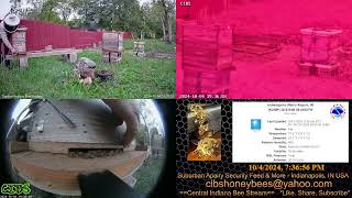 2024104 Tucking honey bee hive entrance reducer in [upl. by Ledoux]