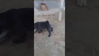 pug black male puppy available for sale location gurdaspur Punjab 98725376391 [upl. by Narah628]