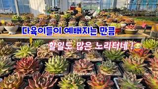 매직쨈골드가 생장점에 노랗게 물들고 아랑은 빨갛게 예쁘지요겨울초입입동물들다다육이들예쁜계절 [upl. by Garvy]