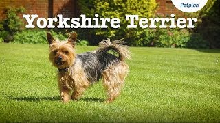 Yorkshire Terrier Dog  Lifespan Temperament amp More  Petplan [upl. by Ahsenit]