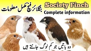 Bengalese Society Finch Breeding Tips  Bengalese Society Finch Male Female  Society Finch Singing [upl. by Roseanne]