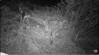 Baboons Spot A Leopard Passing ByMales Warn The Leopard July 252024 [upl. by Smaoht]