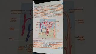 structure of nephron [upl. by Pergrim]