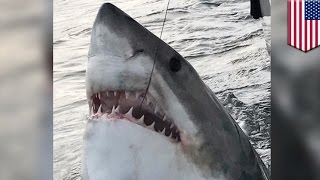 Great white shark Fisherman hooks mammoth 3000pound shark off South Carolina TomoNews [upl. by Nnewg]