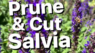 How to Care for Salvia Sage Bush [upl. by Kcirdled]