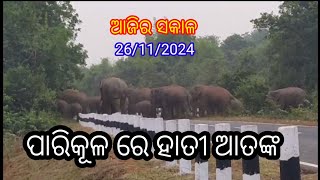 ଆଜି ସକାଳେ ପାରିକୂଳ ରେ ହାତୀ ଆତଙ୍କ hindol dhenkanal bhaktikaibalya [upl. by Hadihahs]