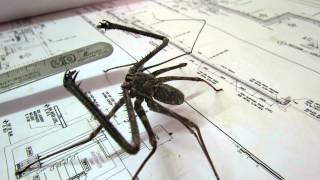 whip spider doing pressupsMOV [upl. by Landahl]