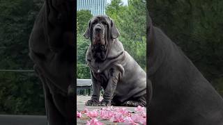 Mastino napoletano Duny mastiff mastinonapoletano [upl. by Gnal]