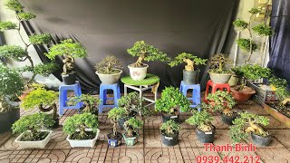 Bonsai Đẹp Giao Lưu Thanh Bình 0939442212 Cần Thăng Chiếu Thủy Me Sam Trái Nguyệt Quế Sam [upl. by Gehman]