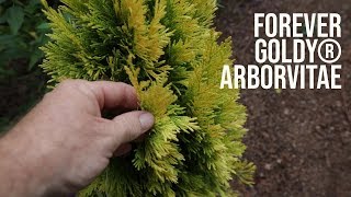 All About Forever Goldy® Arborvitae  Great Border Plant [upl. by Margarida888]