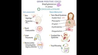 Gram Positive Cocci Overview [upl. by Brocky863]