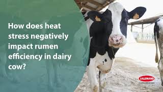 How does heat stress negatively impact rumen efficiency in dairy cow [upl. by Akimaj]