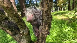 Meet Bebeto The PrehensileTailed Porcupine [upl. by Ymiaj]