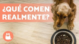 ¿El perro es OMNÍVORO o CARNÍVORO 🥩🥦 ¡VERDAD SIN MITOS [upl. by Klemperer]