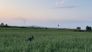 English setter on quail hunting season ❗️🪶🪶 [upl. by Gracia]