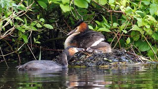 Great Crested Grebe feeding its chicks [upl. by Musser]