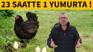 YUMURTADA 2 ÅžAMPÄ°YON  ASTROLORP VE RIR TAVUK IRKLARININ Ã–ZELLÄ°KLERÄ° [upl. by Oz]