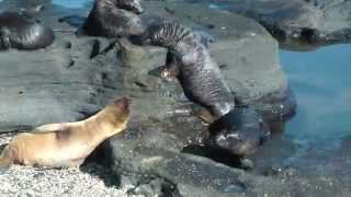 Galapagos Sea Lions and Fur Seals [upl. by Gnilrac365]