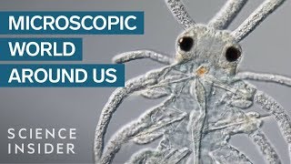 AwardWinning Footage Of The Microsopic World Around Us [upl. by Jannel697]