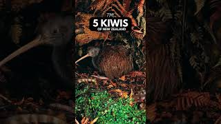 The 5 Kiwi Birds of New Zealand 🐤 shorts [upl. by Wilson45]