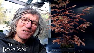 Pruning My Dawn Redwood Tree The Bonsai Zone Nov 2024 [upl. by Artenehs]