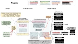 Malaria mechanism of disease [upl. by Eveivaneg]