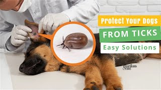 Tick Prevention Techniques How to Prevent Ticks on Dogs [upl. by Sileray]