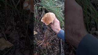 Boletus Edulis 2024🍄🍄🍄 [upl. by Jayson]