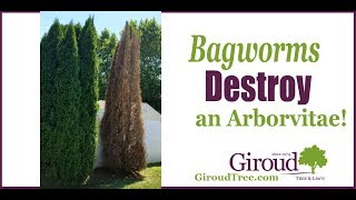 Bagworms Destroy an Arborvitae [upl. by Sualakcin]