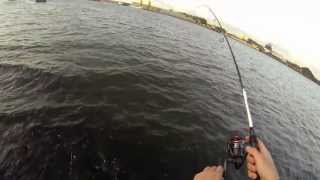 FF14  Sakura Sportism and GoPro Fishing Kleine greep uit visbestand kanaal GentTerneuzen [upl. by Maise]