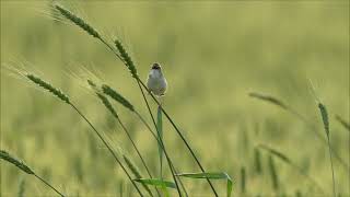 棕扇尾莺 Zitting Cisticola [upl. by Hestia60]