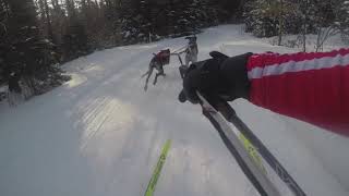 2019 Three Bear Sled Dog Race Full Skijor Video [upl. by Faulkner569]