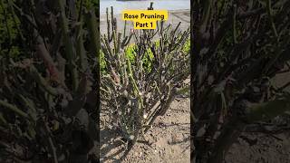 Rose Plant Pruning👏How To Prun Roses👍Rose Prun👍rose pruning shorts youtubeshorts garden [upl. by Sairtemed]