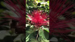 Honey Bee on Powder Puff Calliandra at Disney World disney bee tigger disneyflowers [upl. by Mehalick475]