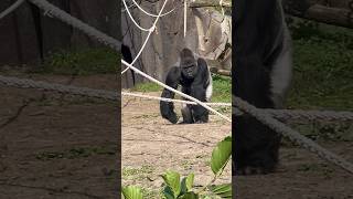 Pairi daiza gorilla zoo animals animaux zooanimals pairidaiza [upl. by Lopes]