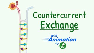 Countercurrent Exchange Mechanism in Kidney Animation  How Medulary Hyperosmolarity is Maintained [upl. by Ahsiena]