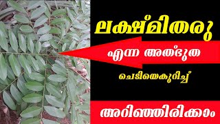 ലക്ഷ്മി തരു എന്ന അത്ഭുത ചെടിയെകുറിച്ചു അറിഞ്ഞിരിക്കാൻSimarouba glauca  Laxmitharu [upl. by Remmer]