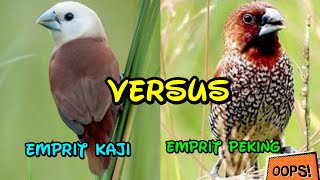 BATTLE EMPRIT KAJI VERSUS EMPRIT PEKING MANA YANG LEBIH BAGUS ⁉️ [upl. by Hinkle968]