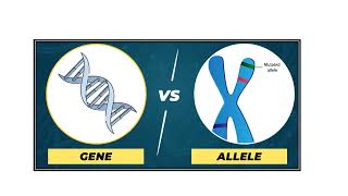 Difference between Gene and Allele Video No 489 [upl. by Neerod952]