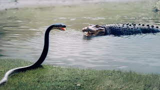 ANACONDA SE ENCUENTRA CON CAIMAN  Peleas de animales captadas en cámara [upl. by Vorfeld]