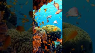 1Minute Visual Meditation with 432 Hz Fish Corals and Sea Calm [upl. by Germayne368]